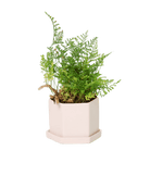 Hexi Porcelain Pot With Drainage Hole - Chive US Wholesale