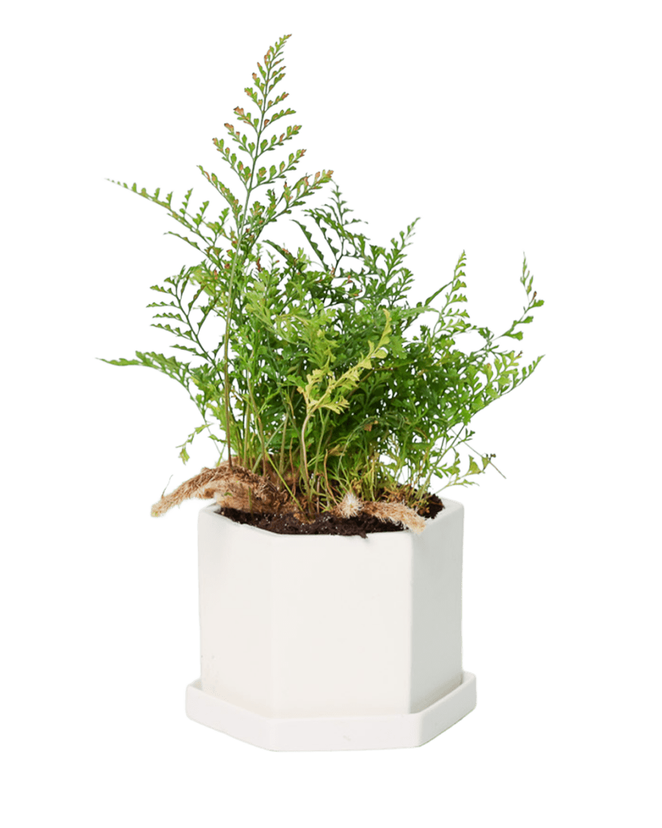 Hexi Porcelain Pot With Drainage Hole - Chive US Wholesale