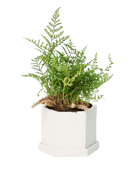 Hexi Porcelain Pot With Drainage Hole - Chive US Wholesale