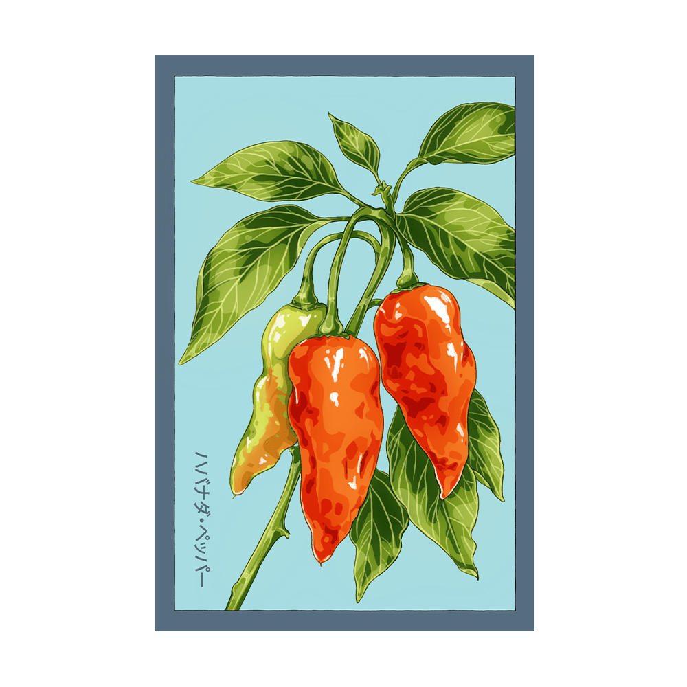 Habanada Pepper Vegetable Seeds Packet - Chive US Wholesale