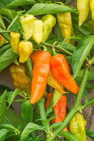 Habanada Pepper Vegetable Seeds Packet - Chive US Wholesale