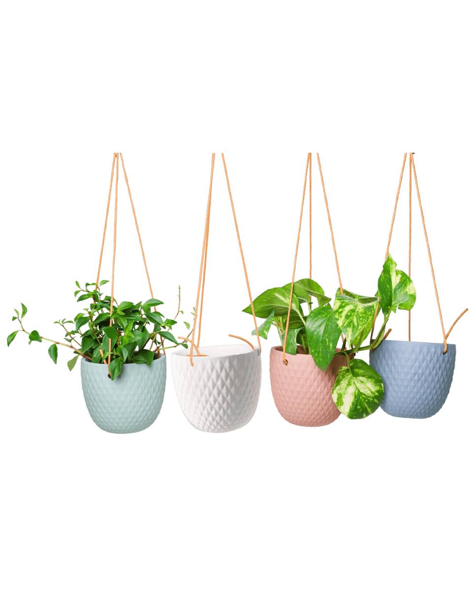 Virago Ceramic Modern Hanging Planter - Chive US Wholesale