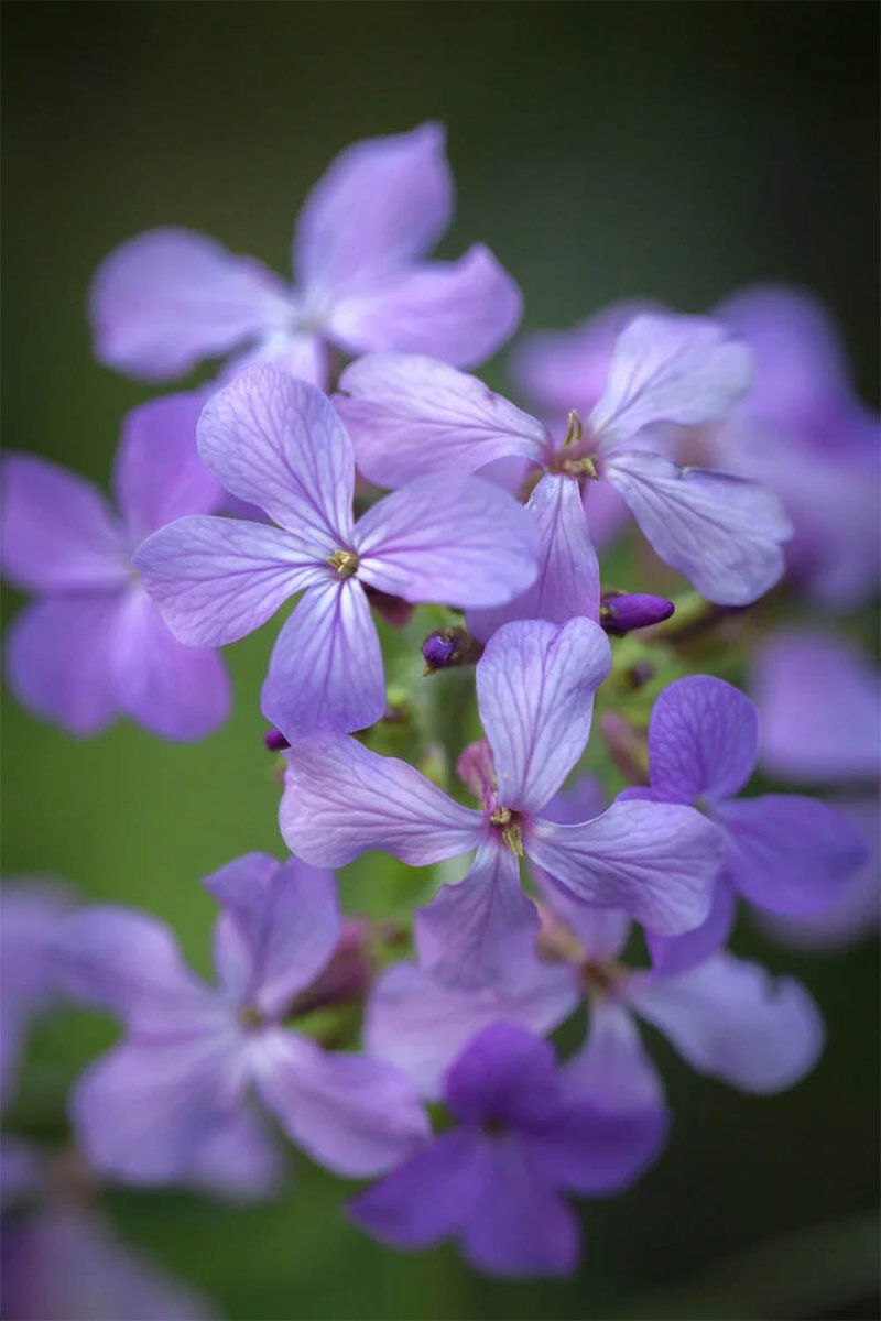 Honesty Plant Flower Seeds Packet - Chive US Wholesale