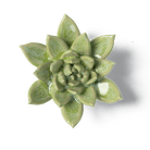 JA20 Pea Green Ghost Succulent - Chive US Wholesale