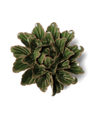 JA26 Avocado Green Sorbet Peony - Chive US Wholesale