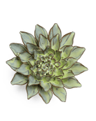 JA06 Pear Green Calico Aster - Chive US Wholesale