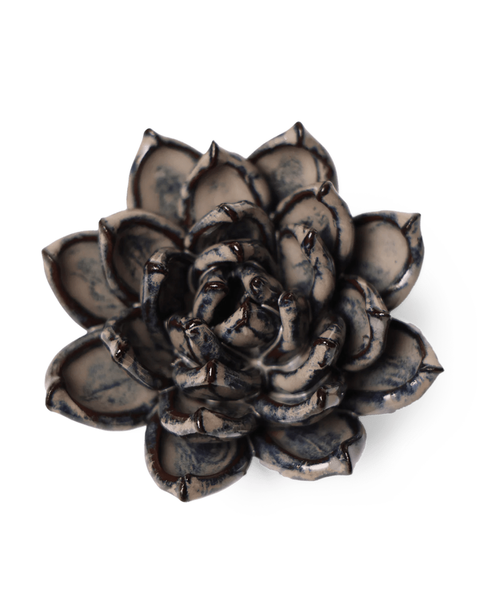 JA08 Latte Lola Echeveria - Chive US Wholesale