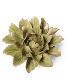 JA11 Peridot Sorbet Peony - Chive US Wholesale
