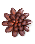 JA19 Peach Mocha Cornflower - Chive US Wholesale