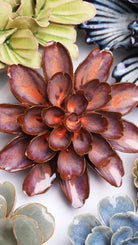 JA19 Peach Mocha Cornflower - Chive US Wholesale