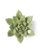 JA20 Pea Green Ghost Succulent - Chive US Wholesale