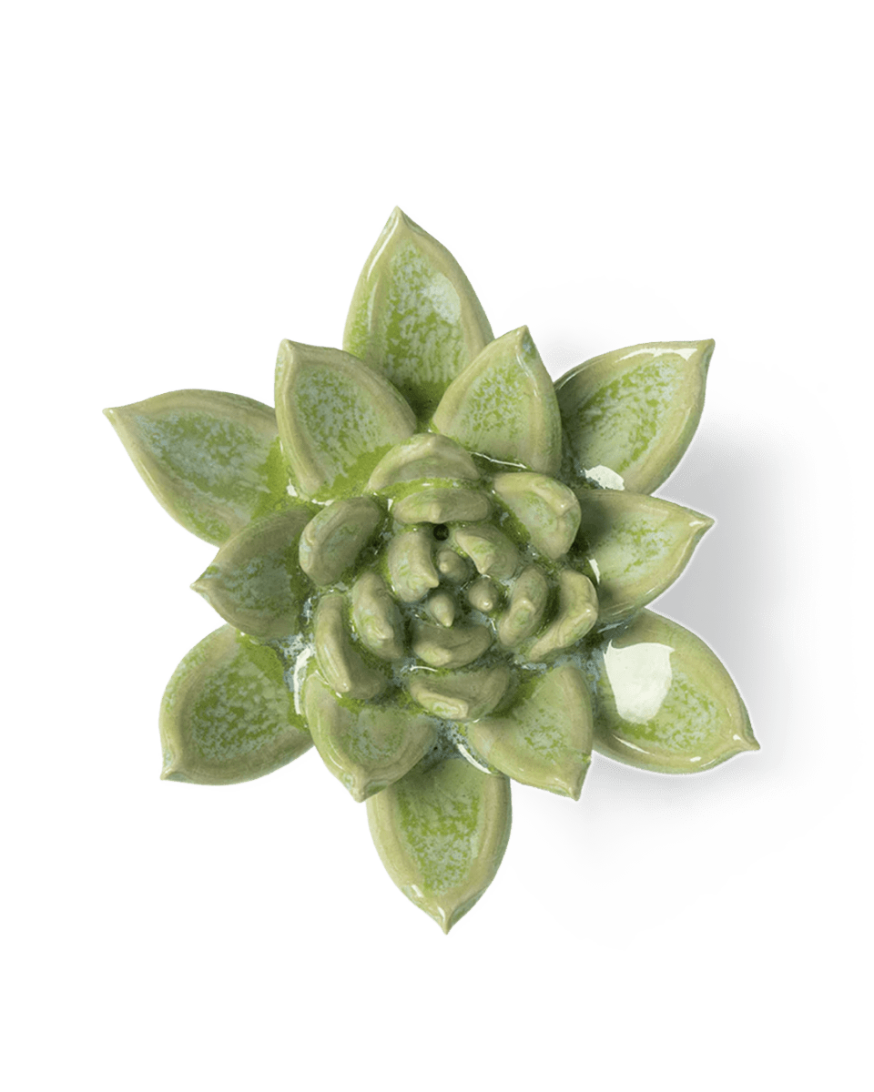 JA20 Pea Green Ghost Succulent - Chive US Wholesale