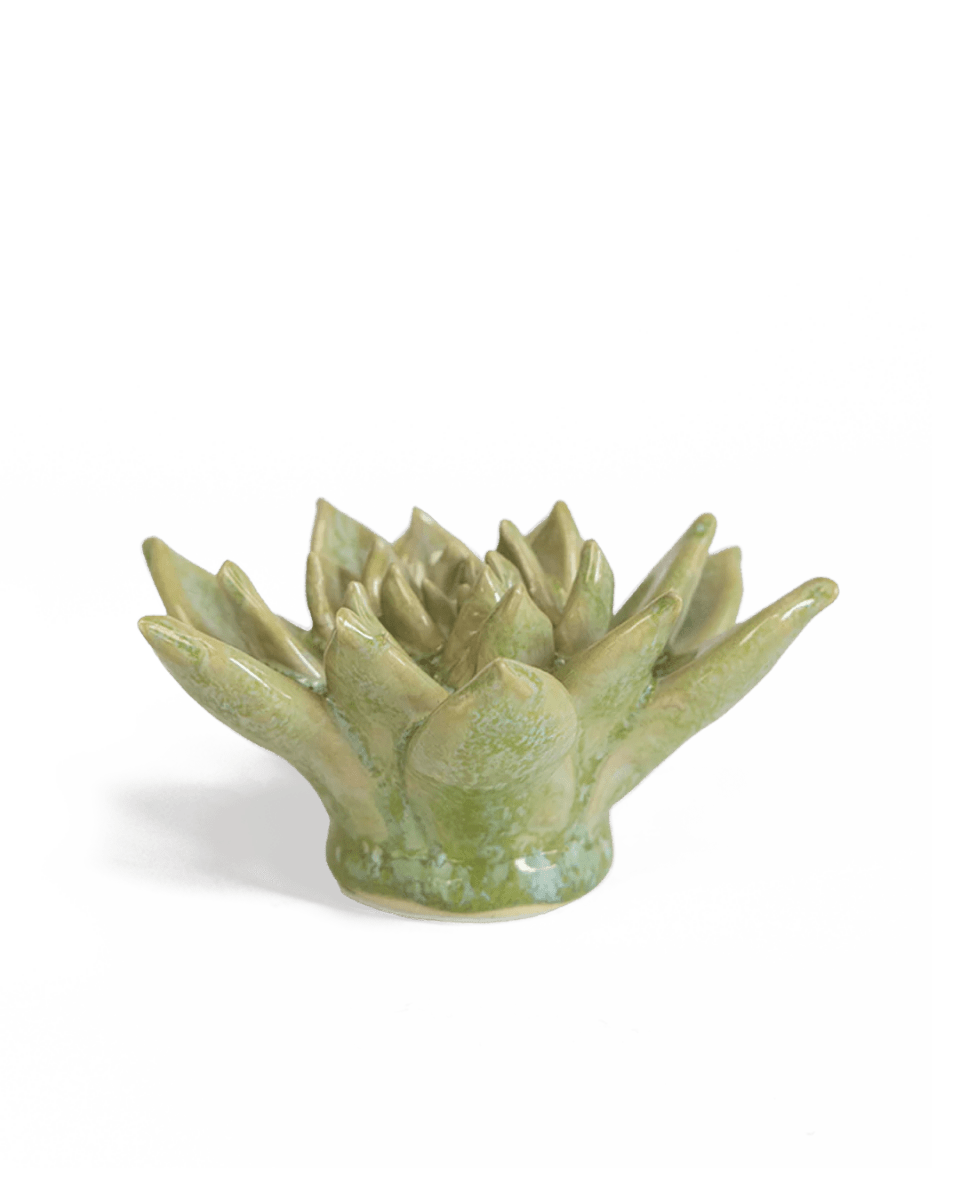 JA20 Pea Green Ghost Succulent - Chive US Wholesale