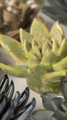 JA20 Pea Green Ghost Succulent - Chive US Wholesale