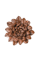 JA30 Chestnut Sugarbush Protea - Chive US Wholesale