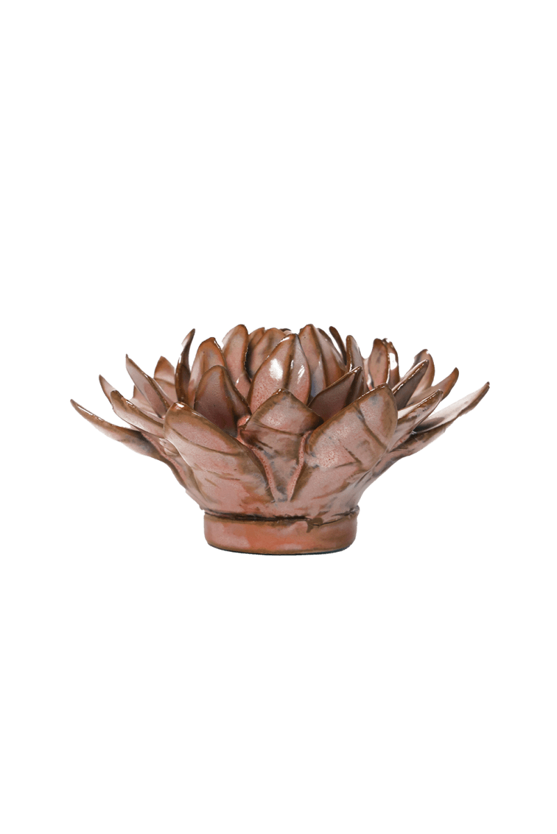 JA30 Chestnut Sugarbush Protea - Chive US Wholesale