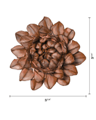 JA30 Chestnut Sugarbush Protea - Chive US Wholesale