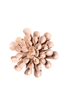 JA37 Pink Sand Great Star - Chive US Wholesale