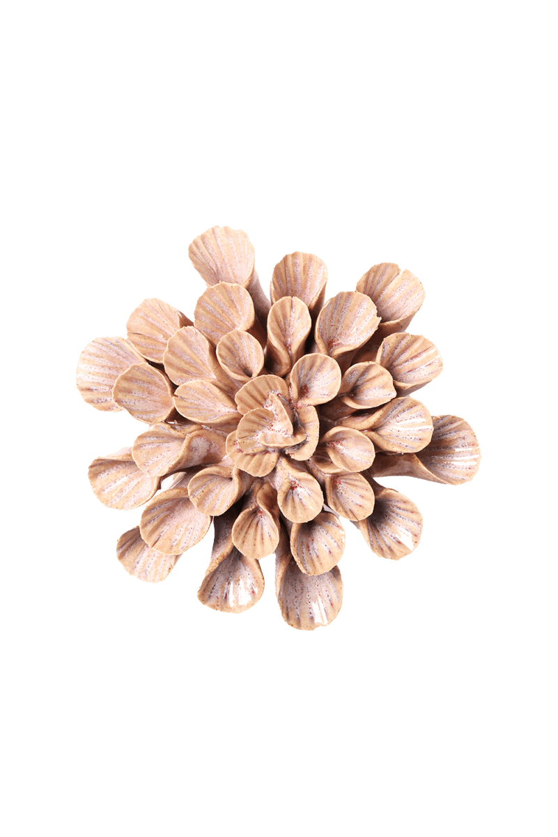 JA37 Pink Sand Great Star - Chive US Wholesale