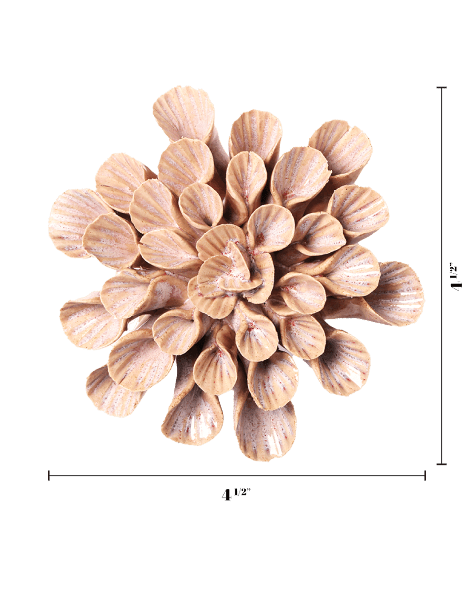 JA37 Pink Sand Great Star - Chive US Wholesale