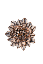 JA48 Pink Blue Sugarbush Protea - Chive US Wholesale
