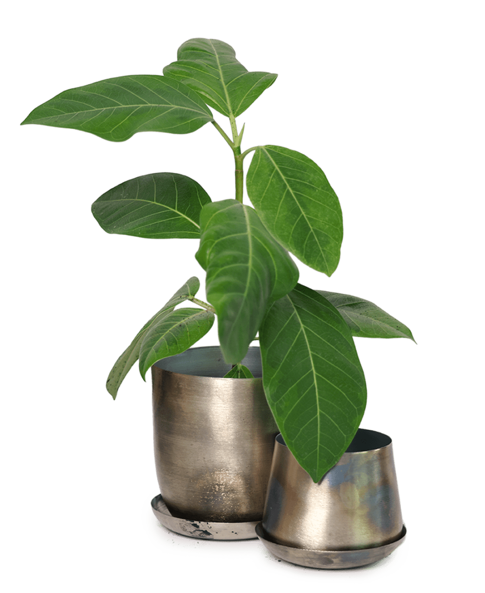 Joe Metal Pot With Drainage Hole - Chive US Wholesale