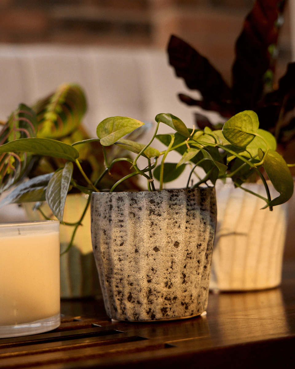 Katakana Ceramic Pot Planter - Chive US Wholesale