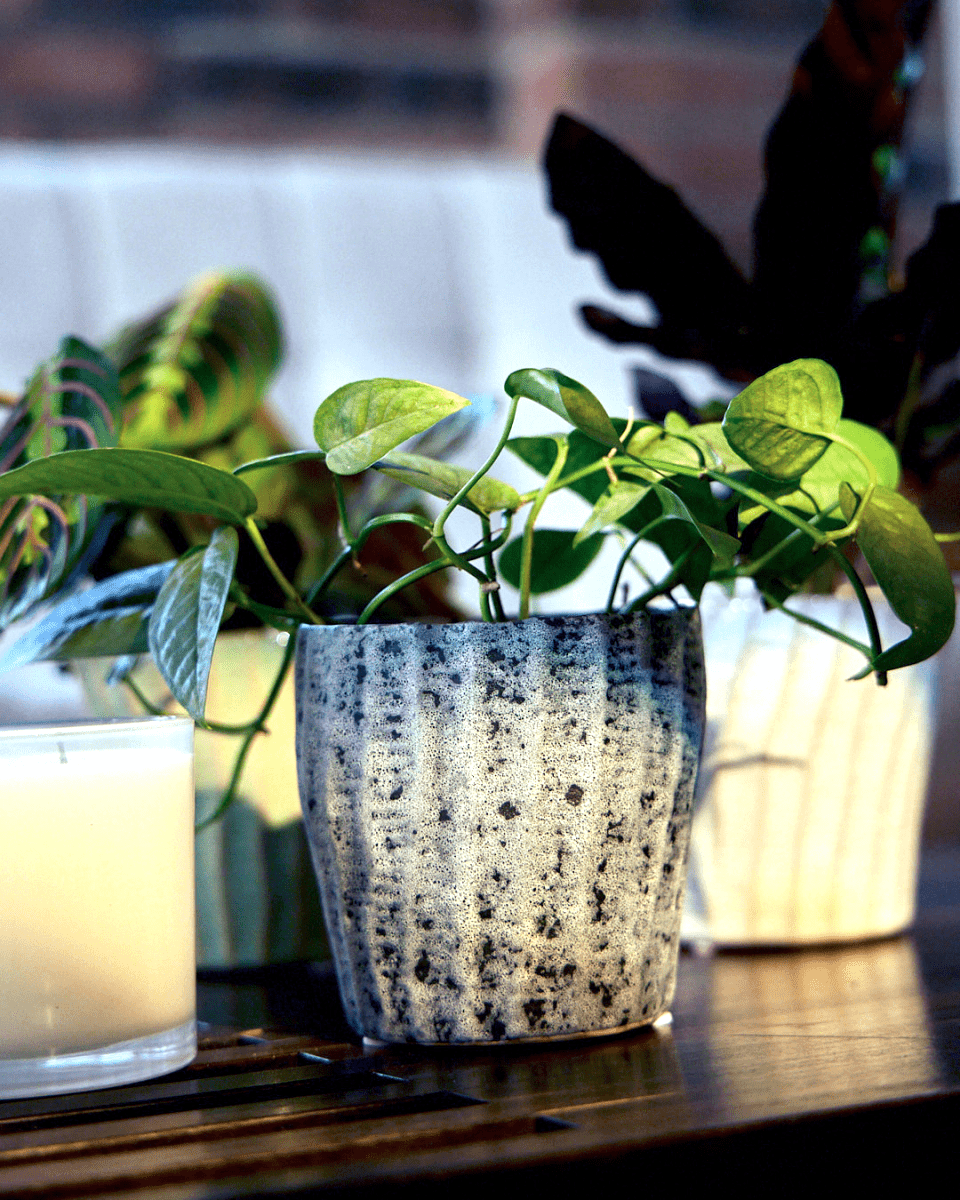 Katakana Ceramic Pot Planter - Chive US Wholesale