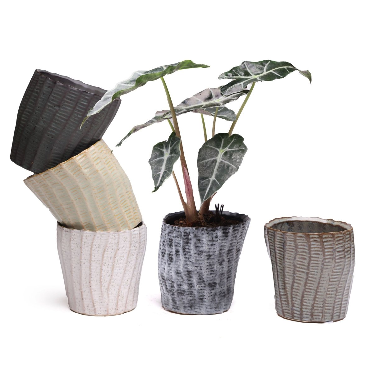 Katakana Ceramic Pot Planter - Chive US Wholesale