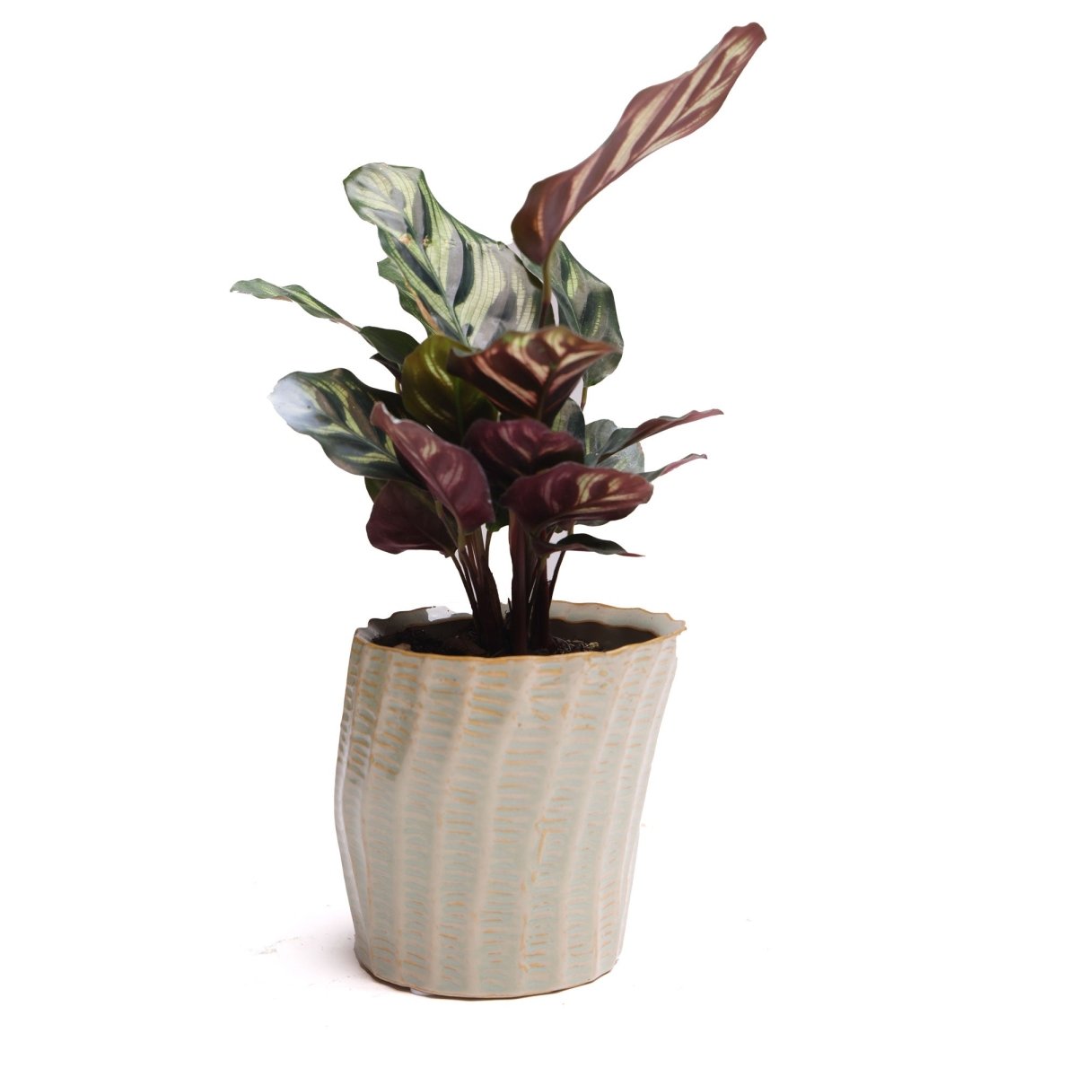 Katakana Ceramic Pot Planter - Chive US Wholesale