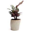 Katakana Ceramic Pot Planter - Chive US Wholesale