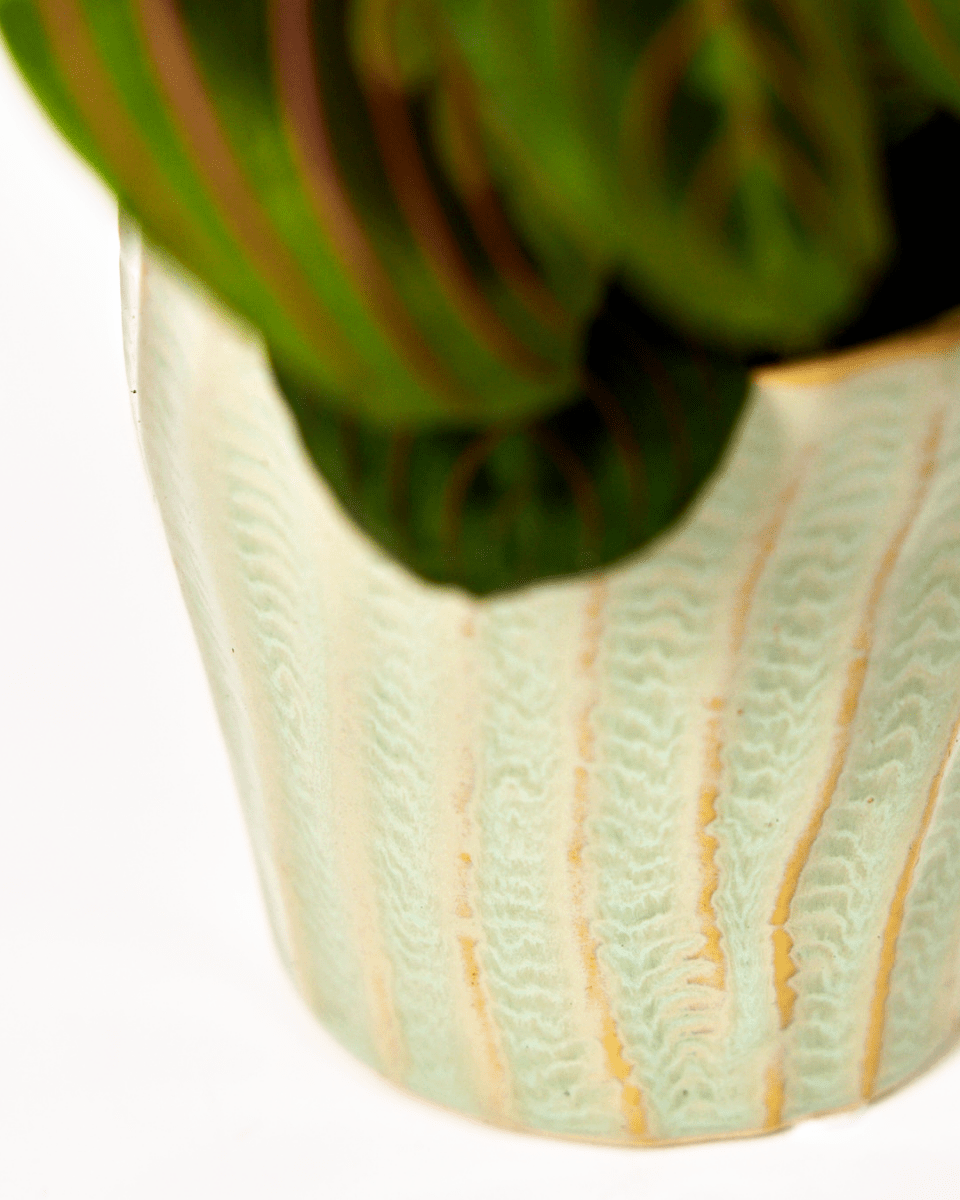 Katakana Ceramic Pot Planter - Chive US Wholesale