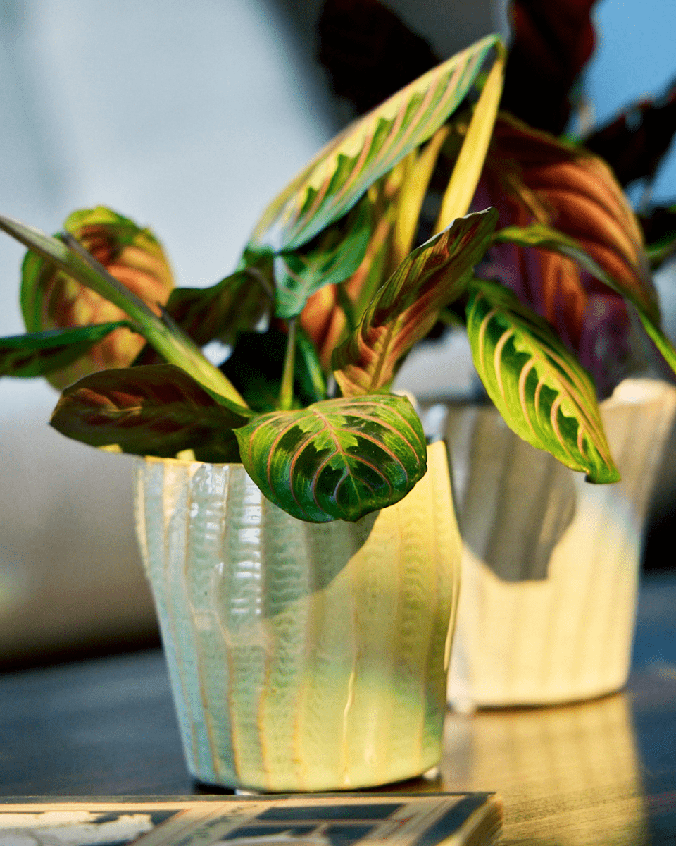 Katakana Ceramic Pot Planter - Chive US Wholesale