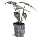 Katakana Ceramic Pot Planter - Chive US Wholesale