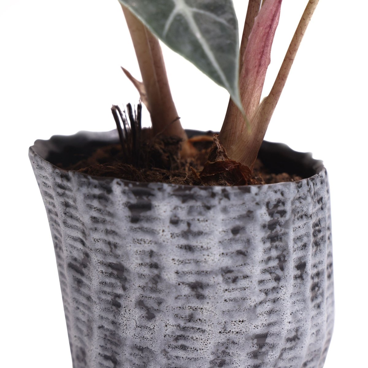 Katakana Ceramic Pot Planter - Chive US Wholesale