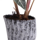 Katakana Ceramic Pot Planter - Chive US Wholesale