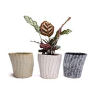 Katakana Ceramic Pot Planter - Chive US Wholesale