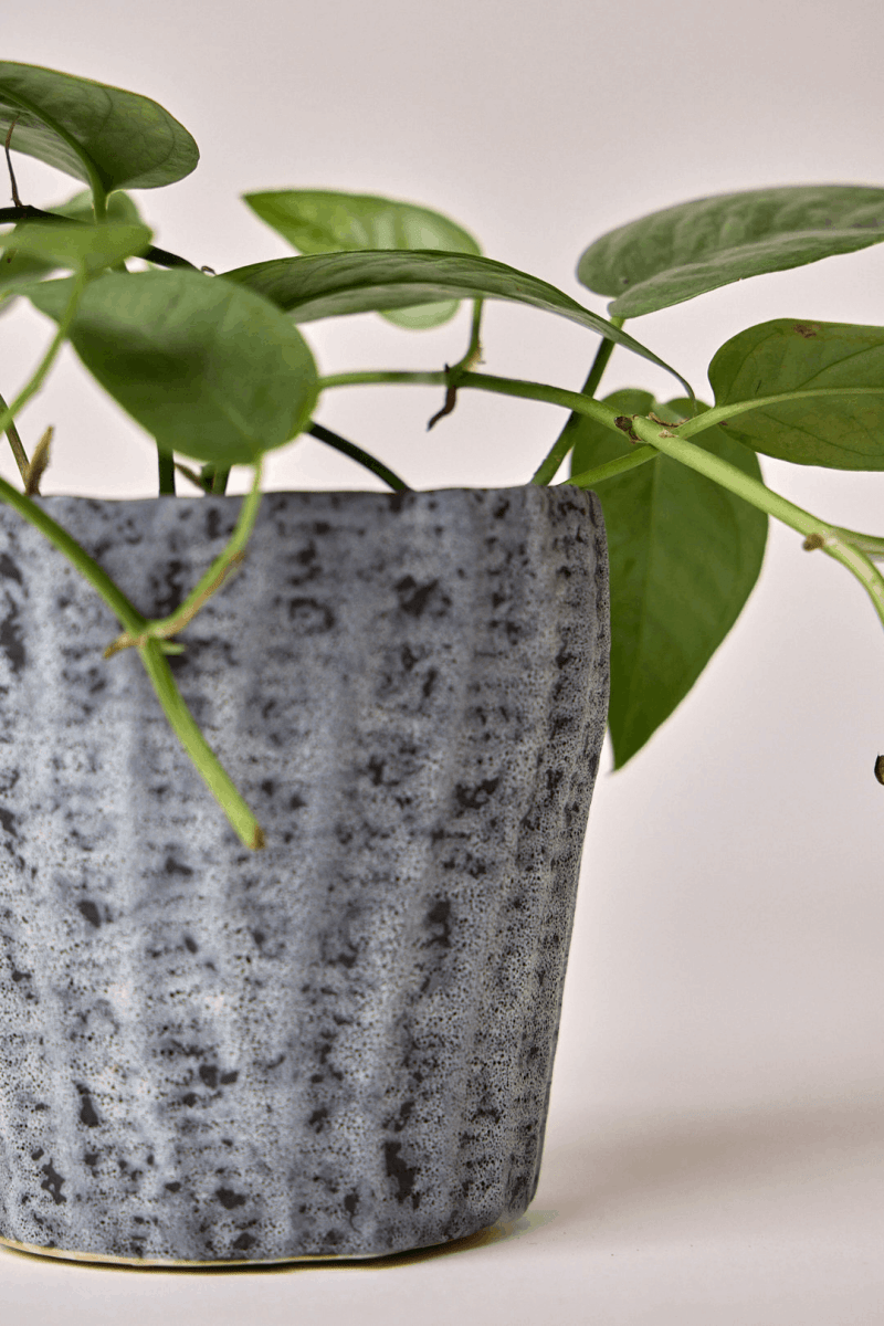 Katakana Ceramic Pot Planter - Chive US Wholesale