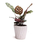 Katakana Ceramic Pot Planter - Chive US Wholesale