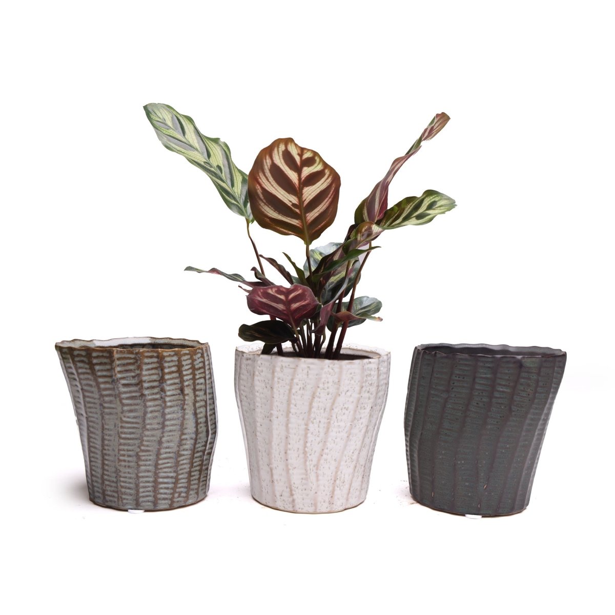 Katakana Ceramic Pot Planter - Chive US Wholesale