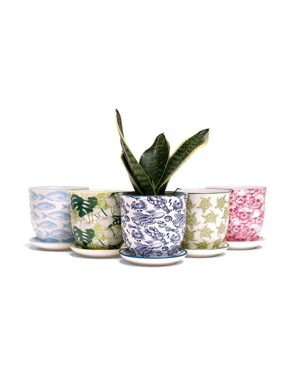 Liberte Porcelain Pot And Saucer Kits - Chive US Wholesale