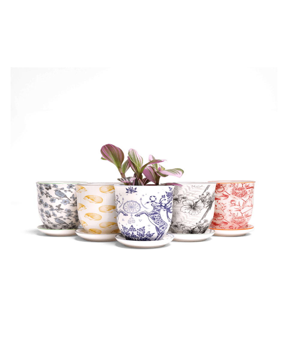 Liberte 5 Porcelain Pot And Saucer Kit With Drainage - Chive US Wholesale