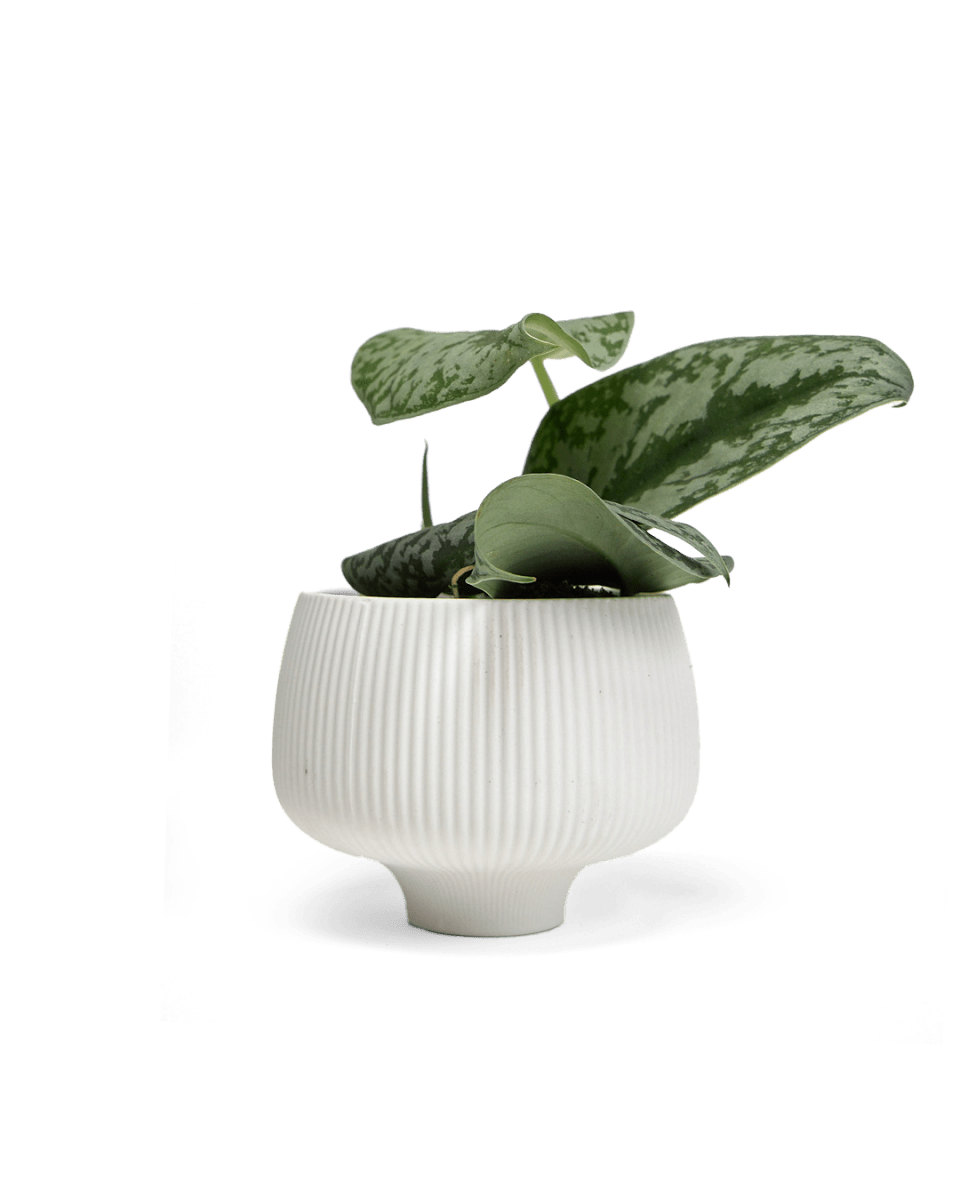 Lilo Porcelain Modern Indoor Plant Pot Kits - Chive US Wholesale