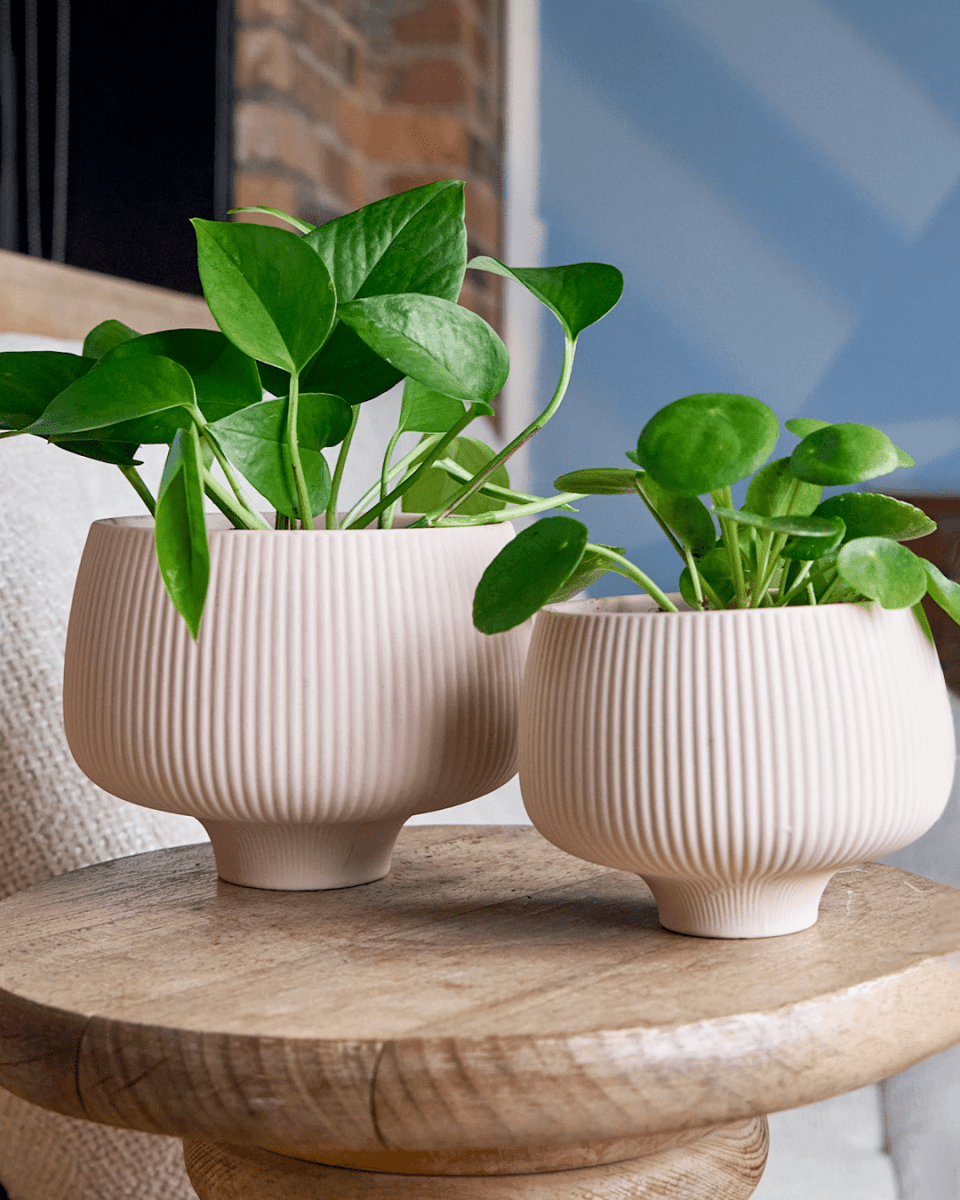 Lilo Planter Pot 24pc Kit - Medium - Chive US Wholesale