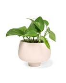 Lilo Porcelain Modern Indoor Plant Pot Kits - Chive US Wholesale