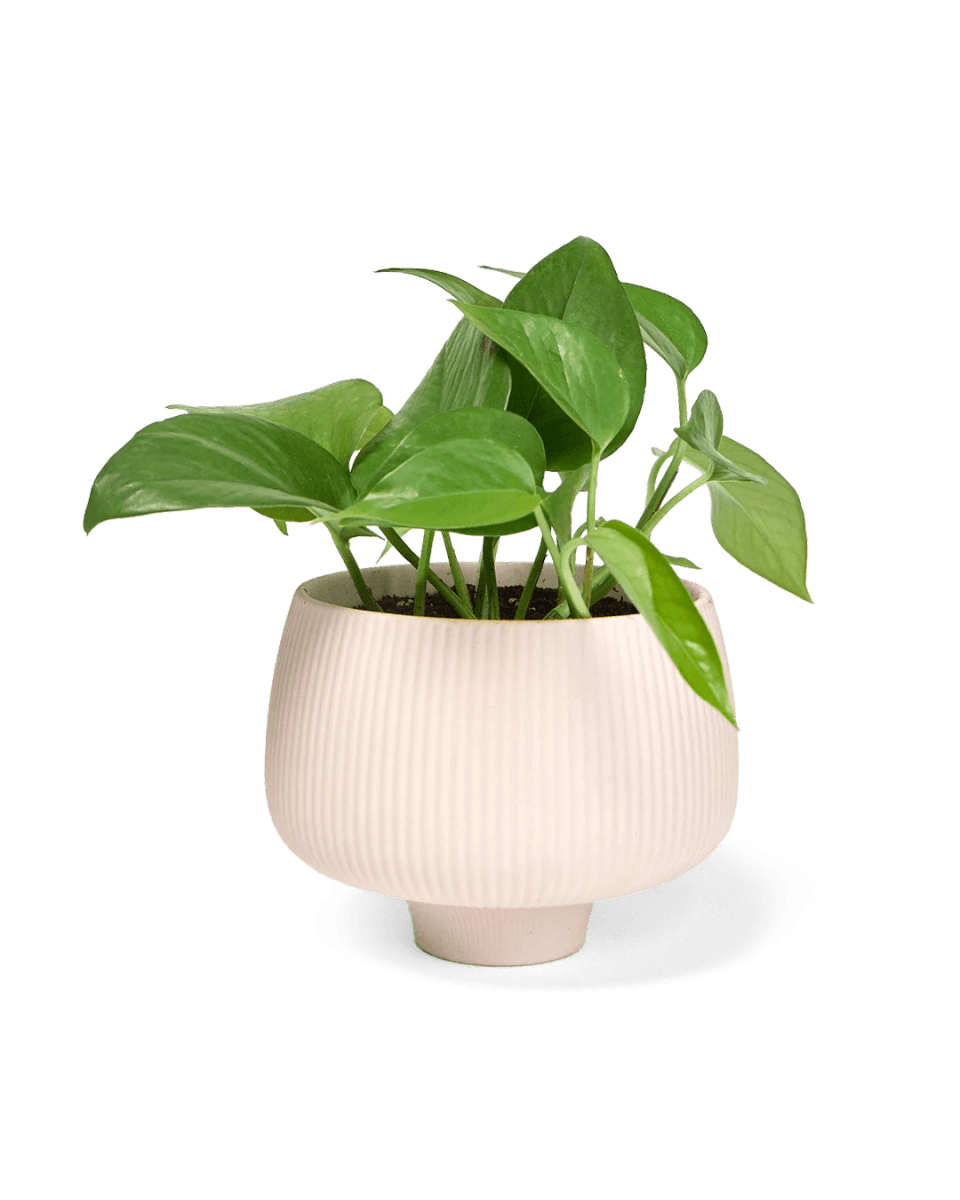 Lilo Porcelain Modern Indoor Plant Pot Kits - Chive US Wholesale