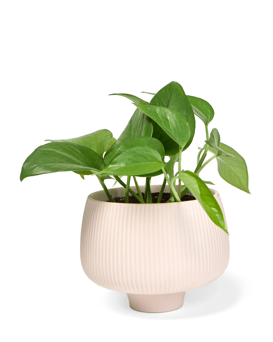 Lilo Porcelain Modern Indoor Plant Pot - Chive US Wholesale