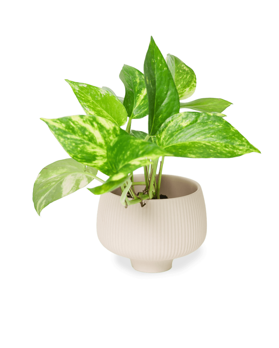 Lilo Porcelain Modern Indoor Plant Pot - Chive US Wholesale