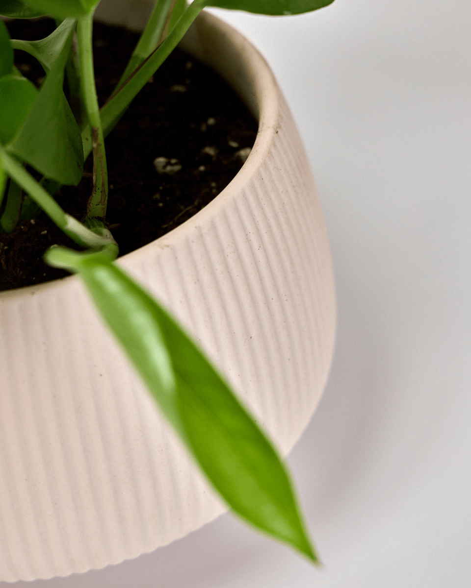 Lilo Porcelain Modern Indoor Plant Pot - Chive US Wholesale