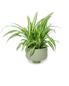 Lilo Porcelain Modern Indoor Plant Pot - Chive US Wholesale